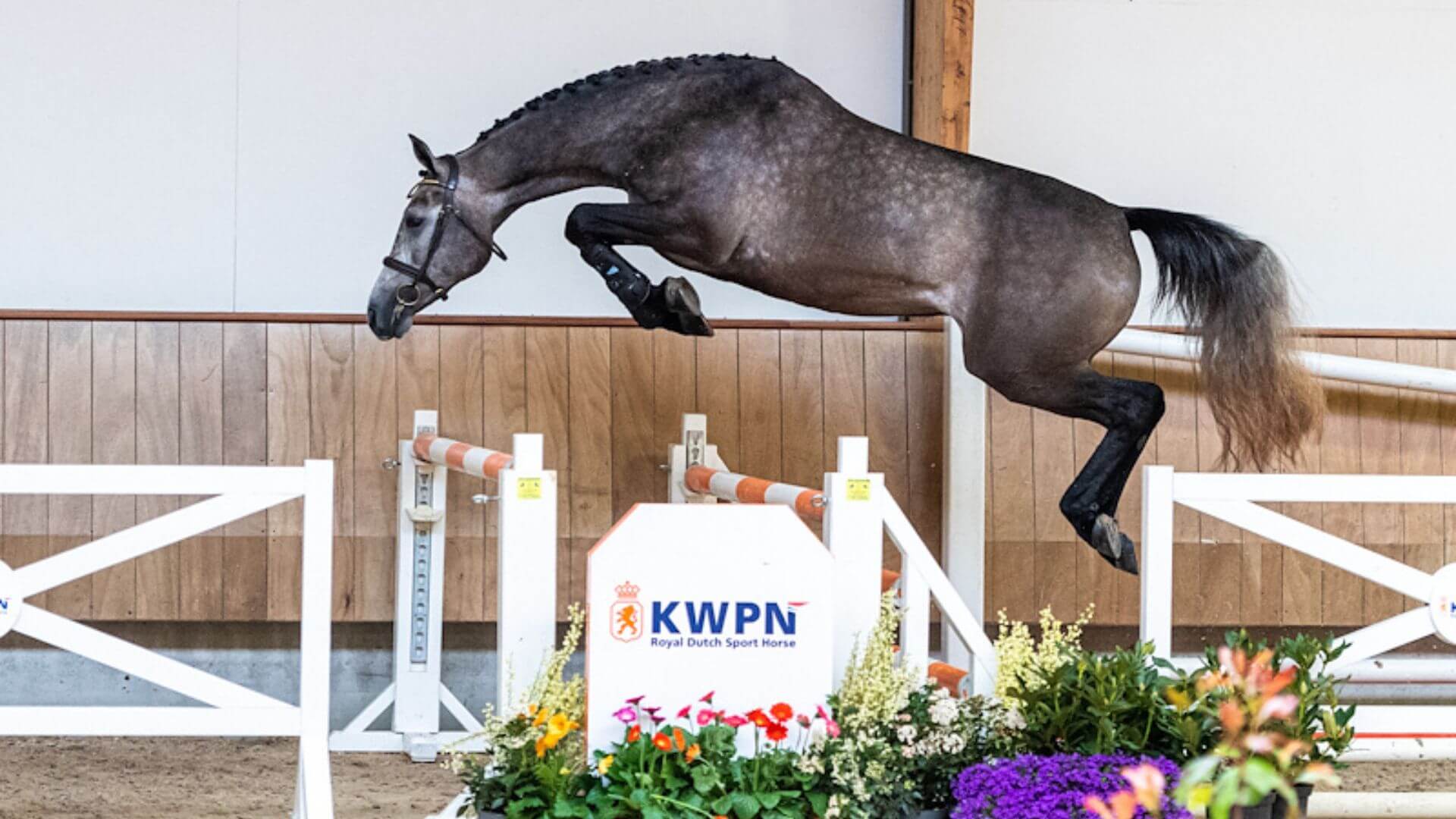 top-horse-breeds-for-showjumping-success-horse-riders-hub